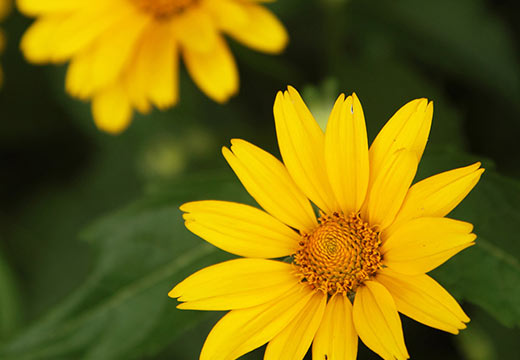 L’Arnica au secours des petits bobos