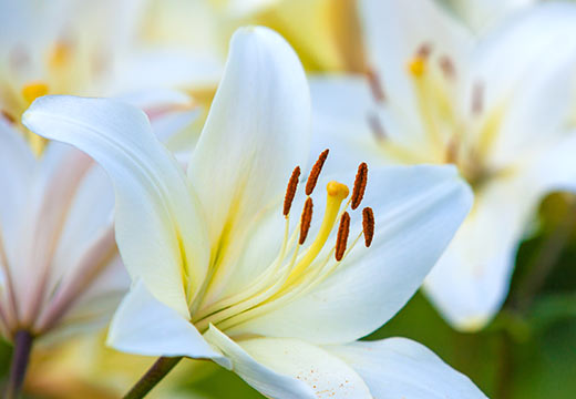 Lys blanc