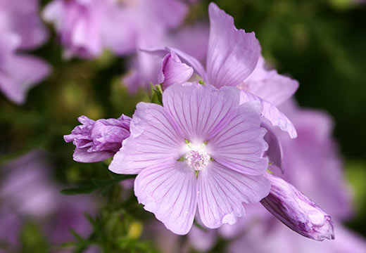 La mauve