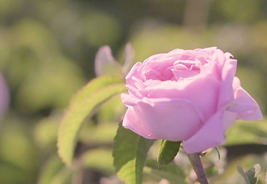 Rose Centifolia