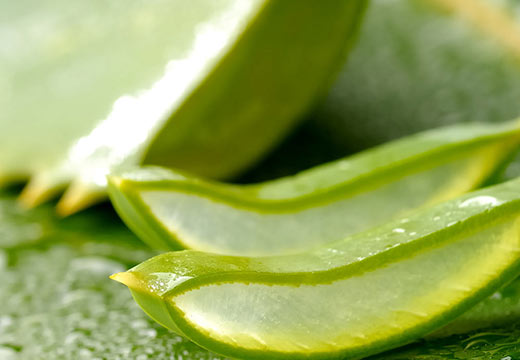 L’Aloé vera : une plante aux multiples bienfaits et propriétés