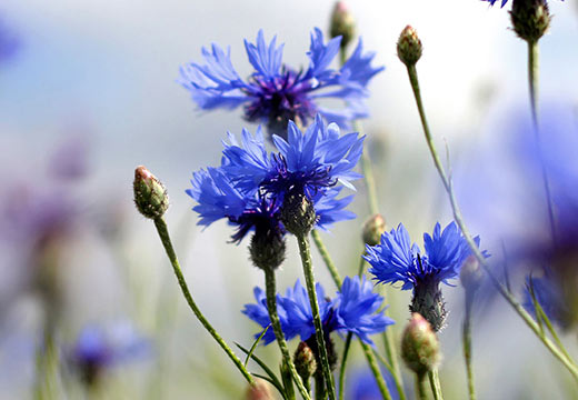 Crème précieuse contour des yeux à l’Eau florale de Bleuet