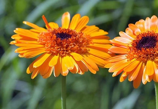 Calendula