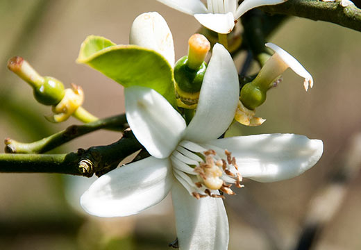 La fleur d’oranger : bienfaits et propriétés