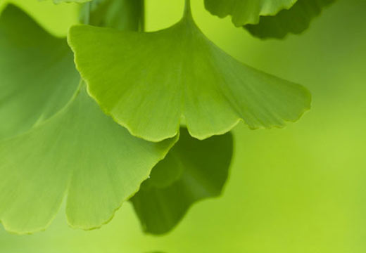 Le ginkgo biloba