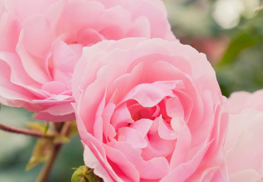 La Rose de Damas et ses vertus