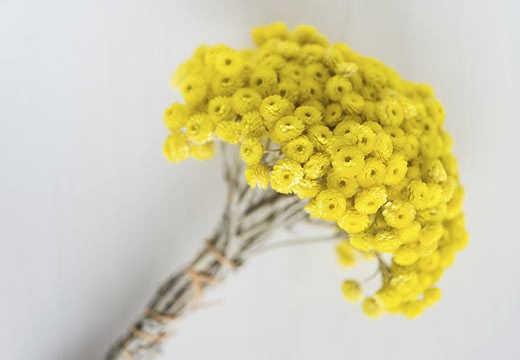 Qu’est-ce qu’un hydrolat ou eau florale bio ?