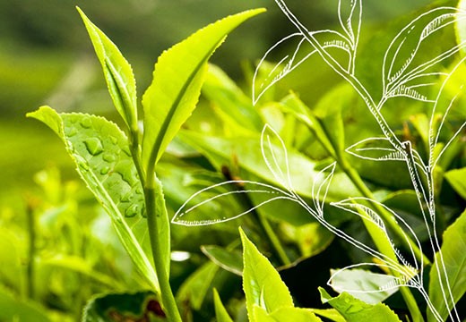 Thé vert : le meilleur ami de toutes les peaux