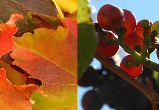 Connaissez-vous les bienfaits de la Vigne rouge ?