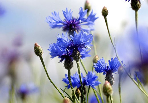 Recette : Crème précieuse contour des yeux à l’eau florale de Bleuet