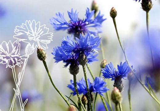 Le Bleuet au secours des yeux gonflés !