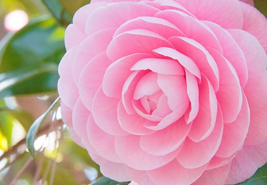 Le camélia : une fleur aux mille et une propriétés