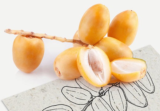 Le palmier dattier, un arbre magique !