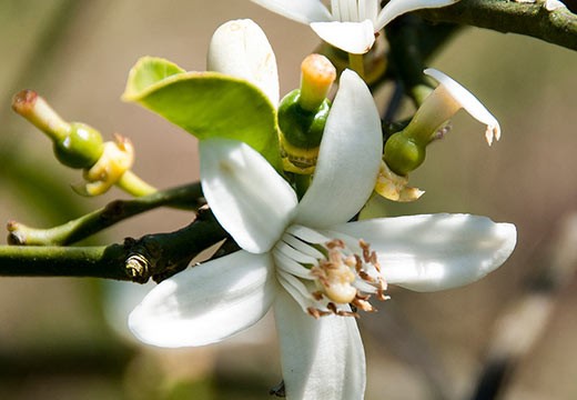 La fleur d’oranger : bienfaits et propriétés