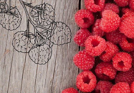 La framboise : une pépite gourmande pour une peau et des cheveux vitaminés