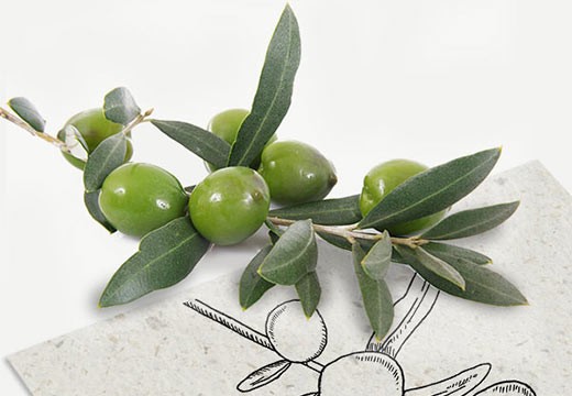 L’huile d’olive, bonne dans votre assiette… encore plus sur votre peau !