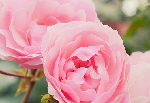 La Rose de Damas et ses vertus